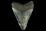 3.14" Fossil Megalodon Tooth - North Carolina - #131611-1